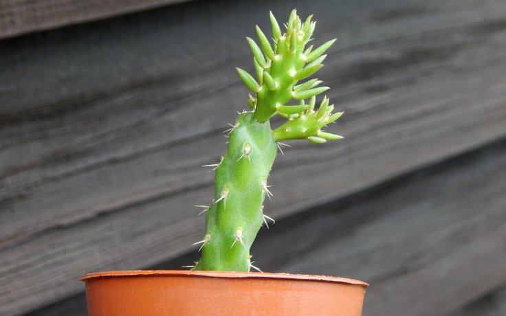 Cylindropuntia whipplei - mrazuvzdorný kaktus