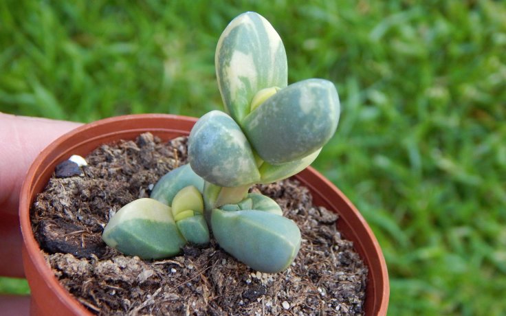 Corpuscularia lehmannii variegata kaktusy na prodej
