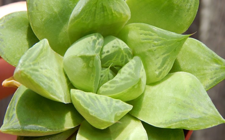 Haworthia cuspidata sukulent