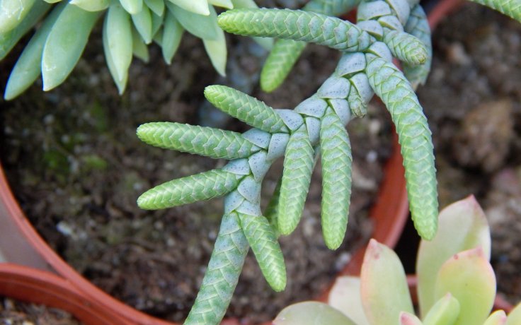 Crassula Medusa Snake pokojovka