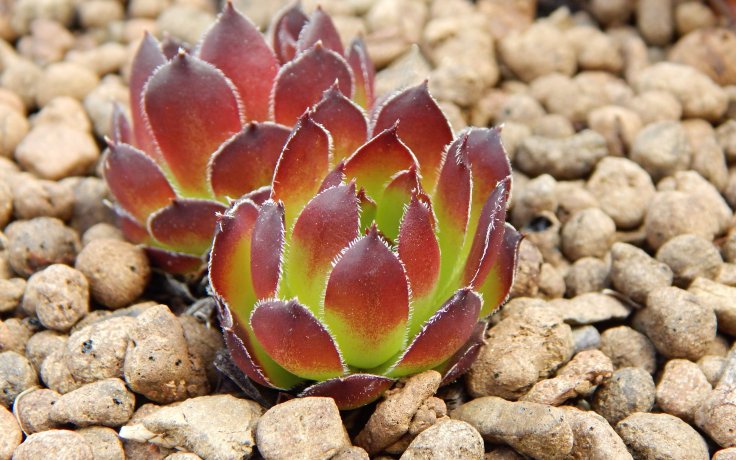 Jovibarba heuffelii Bramberk - rock garden