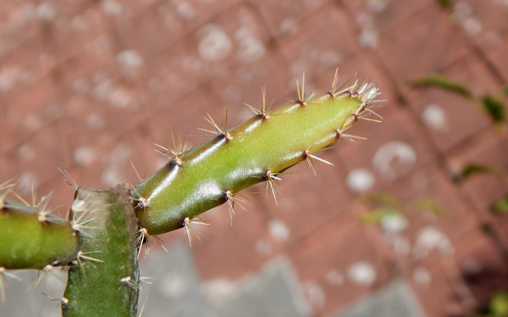 Selenicereus grandiflorus - Královna noci