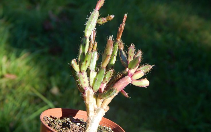 Rhipsalidopsis rosea