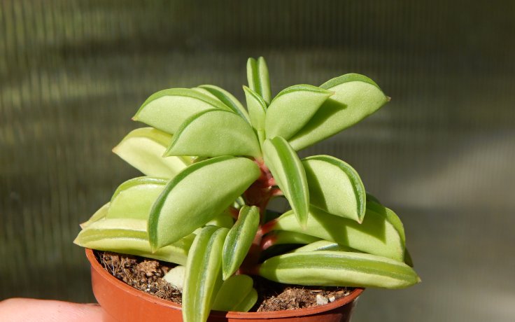 Peperomia Fire Sparks - pokojovka