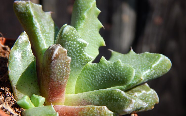 Faucaria hooleae - sukulent