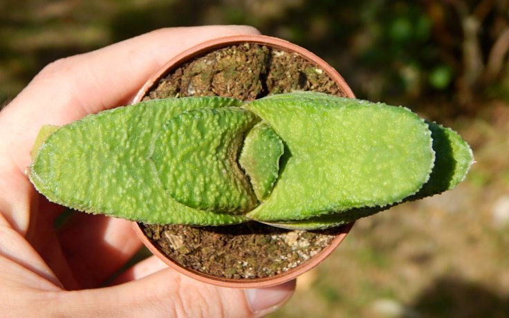Gasteria nitida var. armstrongii succulent