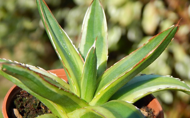 Agave victoriae-reginae Golden Princess