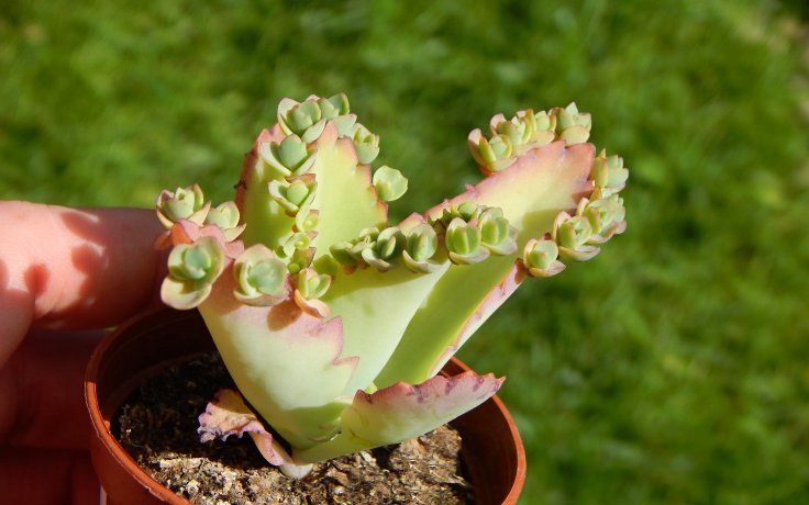 Kalanchoe laetivirens kolopejka