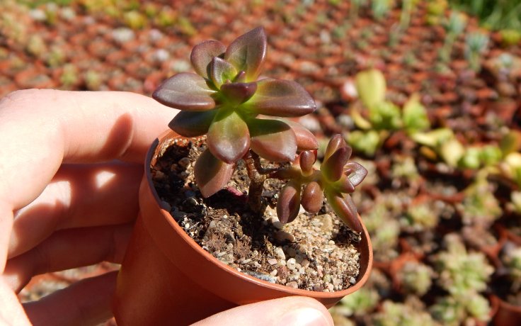 Echeveria compressicaulis dužnatky a pupovice