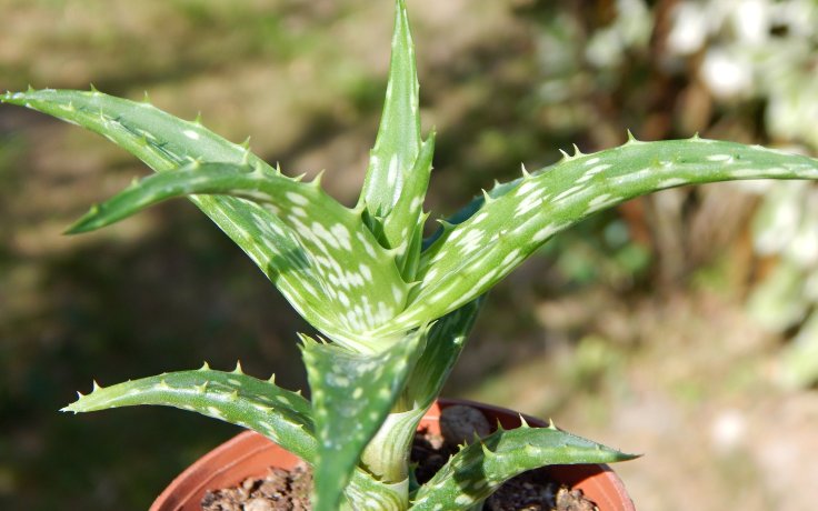 Aloe morijensis