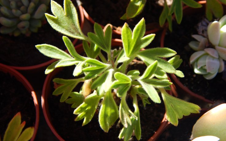 Pelargonium formosum muškát, pelargonie