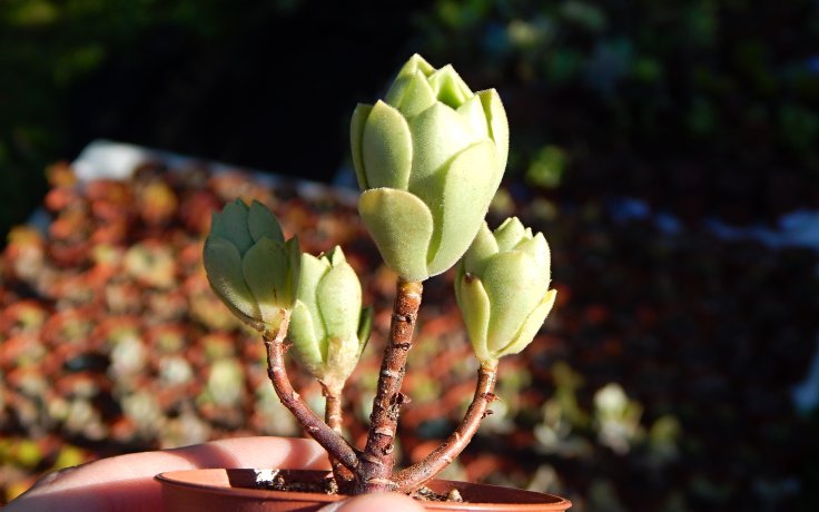 Aeonium Ballerina Reversion sukulenty
