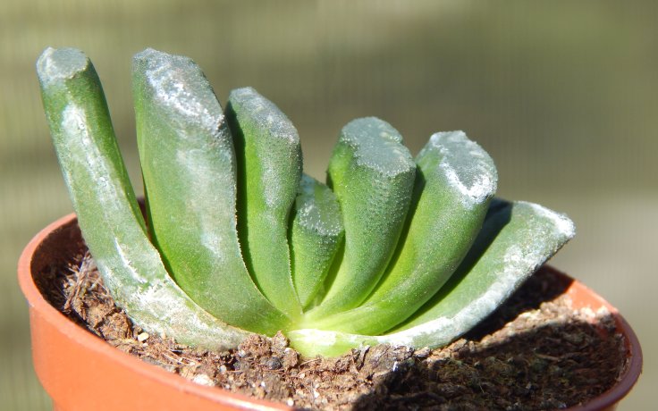 Haworthia truncata sukulent s okenky