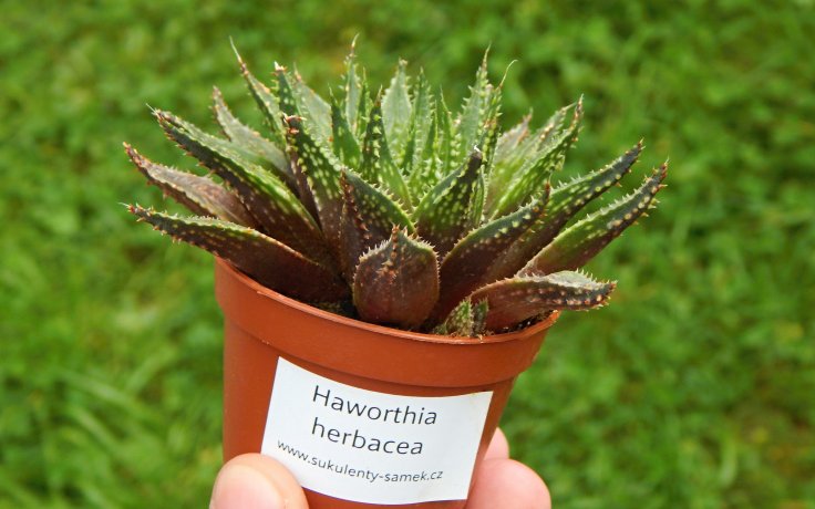 Haworthia herbacea - sukulenty samek