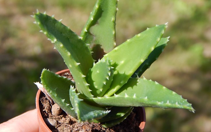 Aloe perfoliata - cacti eshop