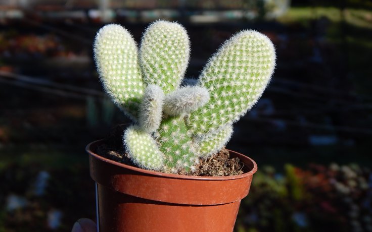 Opuntia microdasys var. albispina myší kaktus, ouška