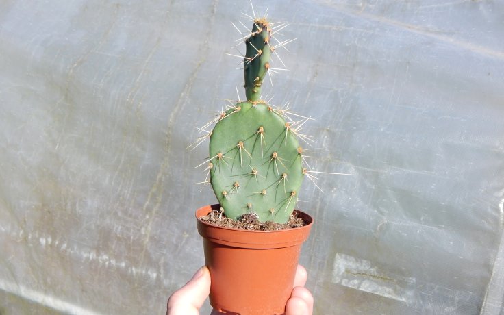 Opuntia engelmannii