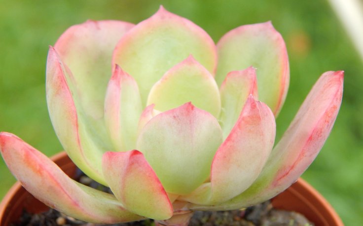 Echeveria Briar Rose - pokojový sukulent