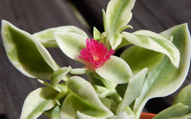 Dorotheanthus bellidiformis variegata