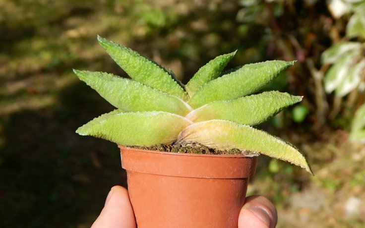 Gasteria nitida var. armstrongii succulent