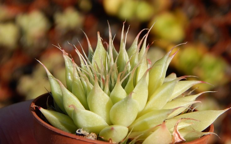 Graptopetalum filiferum sukulent