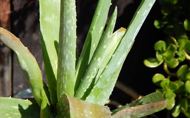 Aloe vera