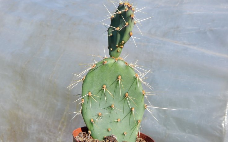 Opuntia engelmannii -Velká opuncie
