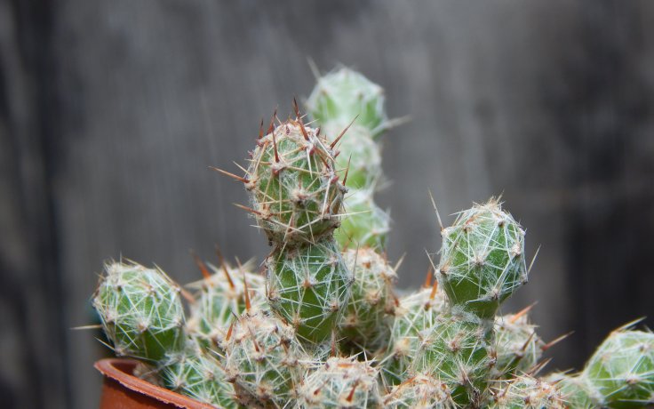 Mammillaria gracilis