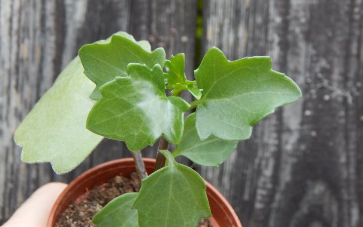 Senecio angulatus