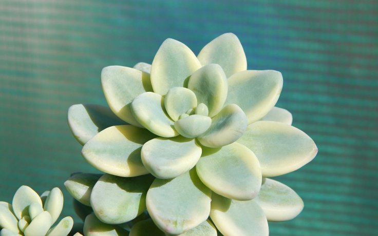 Sedum clavatum variegata panašovaný sukulent