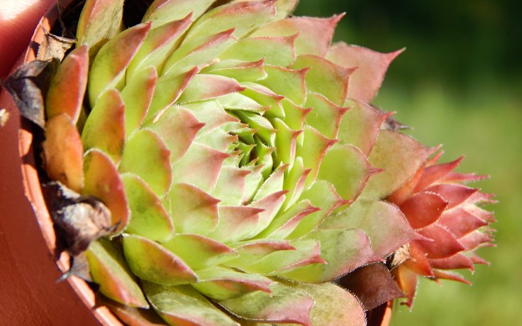 Sempervivum Buntstachel
