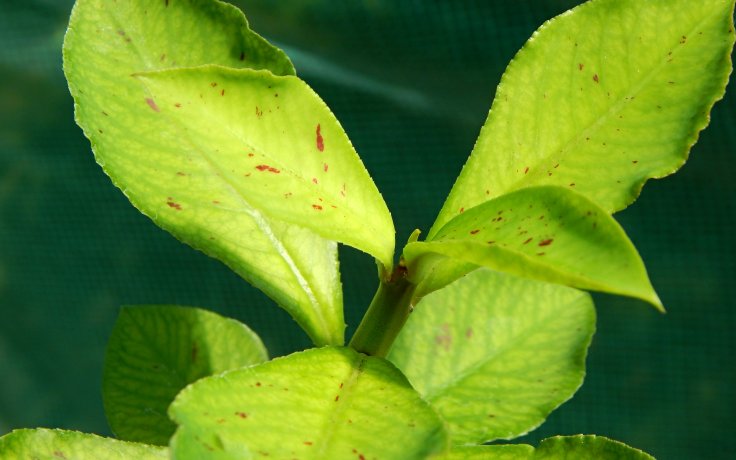 Euphorbia umbellata variegata pryšec
