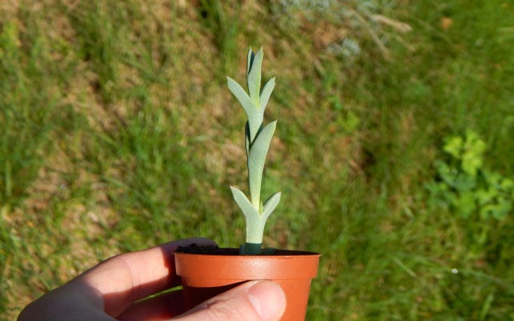 Ruschia perfoliata modrý sukulent