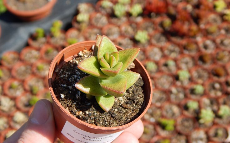 Crassula brevifolia Robusto sukulenty a kaktusy
