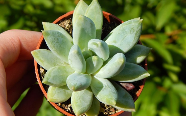 Echeveria hookeri Lime