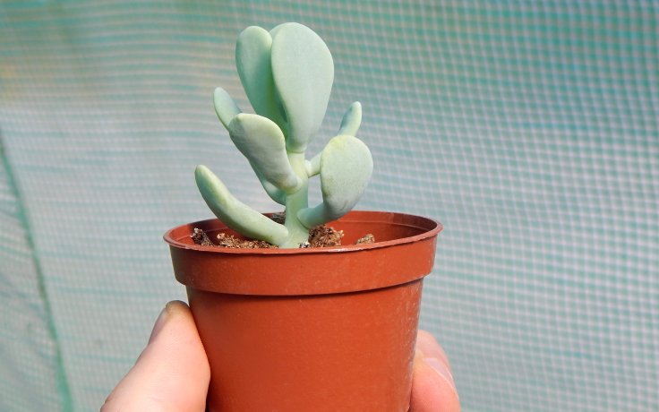 Sedum allantoides Goldii