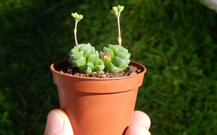 Crassula Dorothy maličká pokojovka