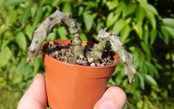 Ceropegia stapeliiformis - sukulenty