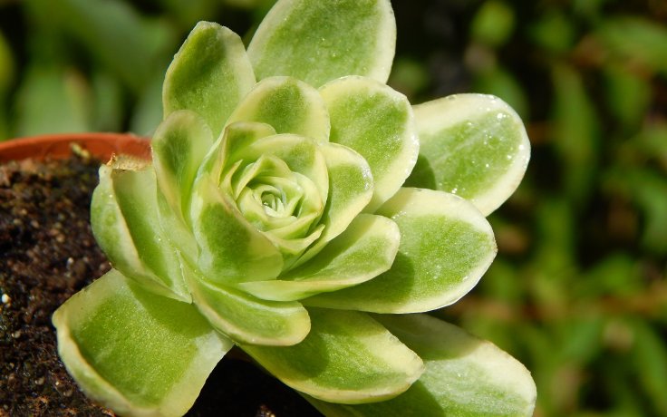 Greenovia aurea variegata