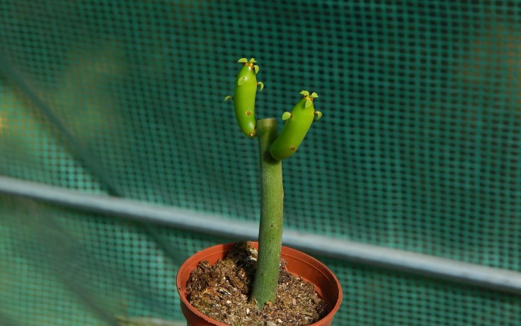 Euphorbia alluaudii subsp. oncoclada - sukulenty a kaktusy