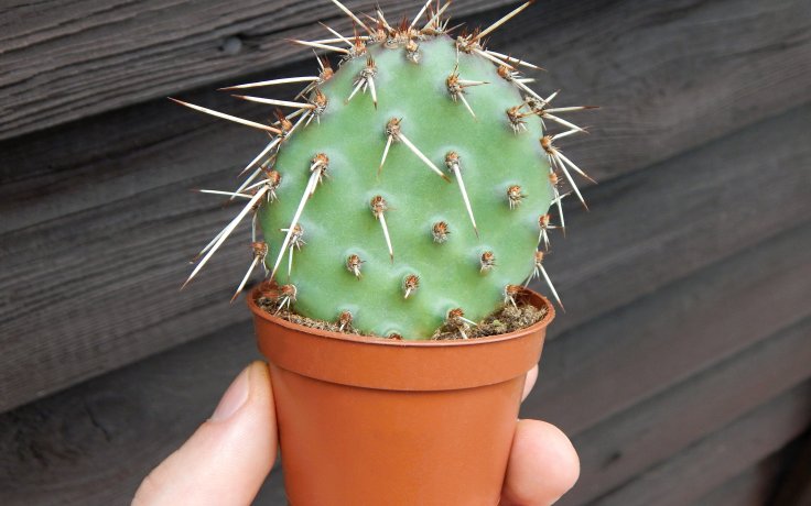 Opuntia erinacea var. utahensis - winter catus