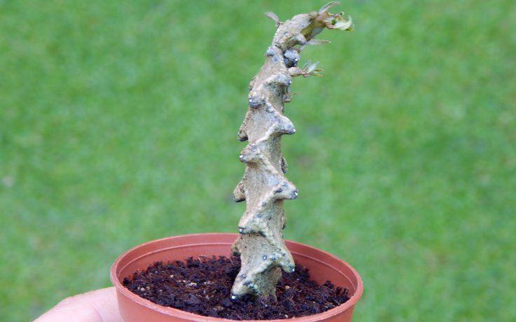 Ceropegia gikyi z Madagaskaru