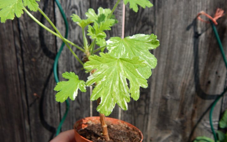 Pelargonium graveolens variegata muškát