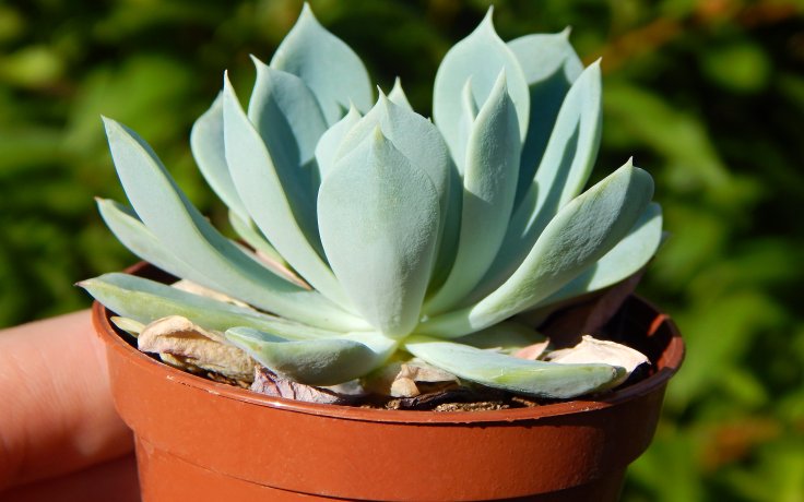 Echeveria La Reforma