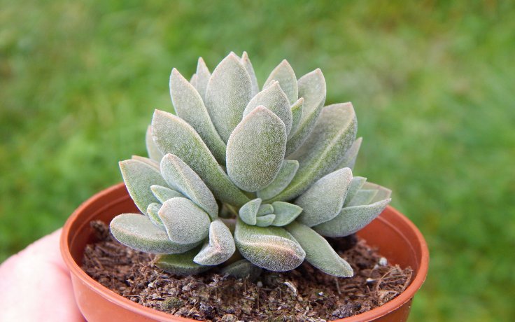 Crassula Stone Age Silver - Rare succulent