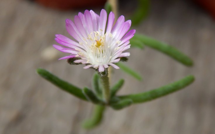 Drosanthemum hispidum - květ