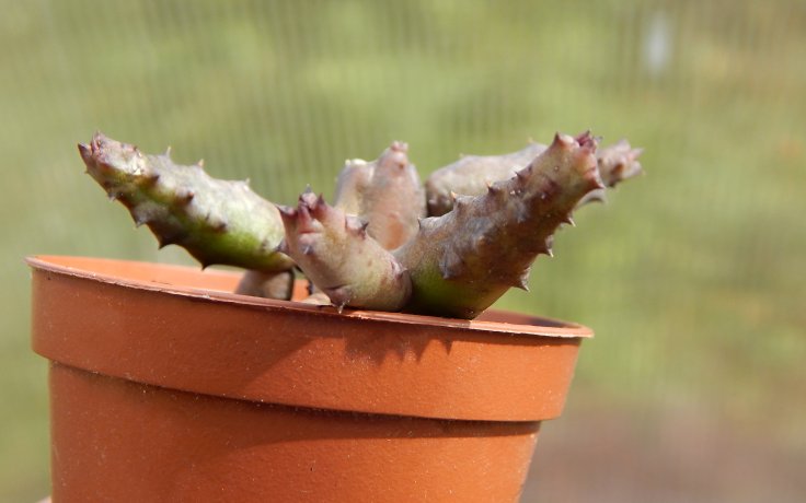 Huernia pendula cactus