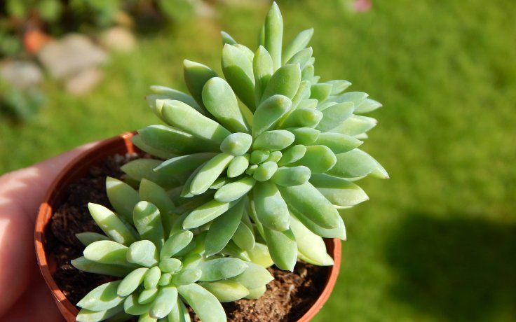 Pachyveria Yvonne cristata