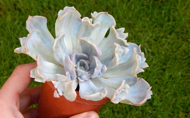 Echeveria Thriller Pearl - houseplant
