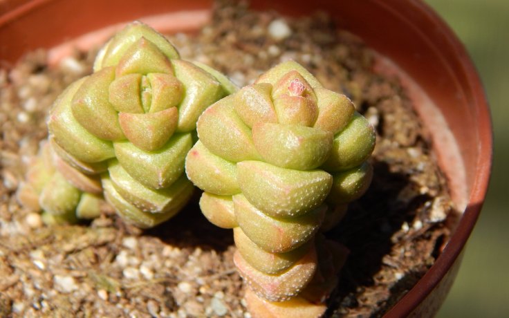 Crassula marchandii pokojová rostlina